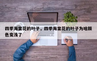 四季海棠花的叶子，四季海棠花的叶子为啥颜色变浅了