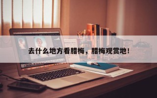 去什么地方看腊梅，腊梅观赏地！