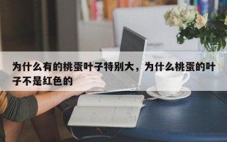 为什么有的桃蛋叶子特别大，为什么桃蛋的叶子不是红色的