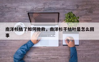 南洋杉枯了如何挽救，南洋杉干枯叶是怎么回事