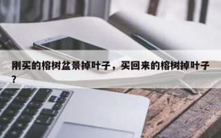 刚买的榕树盆景掉叶子，买回来的榕树掉叶子？