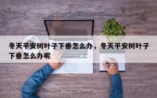 冬天平安树叶子下垂怎么办，冬天平安树叶子下垂怎么办呢