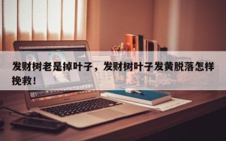 发财树老是掉叶子，发财树叶子发黄脱落怎样挽救！