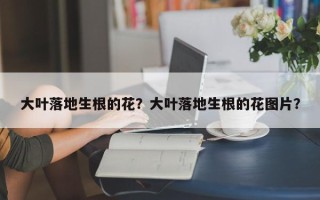 大叶落地生根的花？大叶落地生根的花图片？