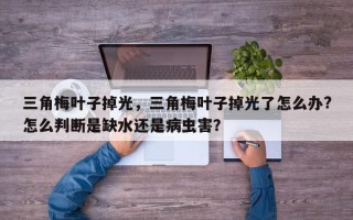 三角梅叶子掉光，三角梅叶子掉光了怎么办?怎么判断是缺水还是病虫害？