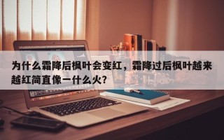 为什么霜降后枫叶会变红，霜降过后枫叶越来越红简直像一什么火？