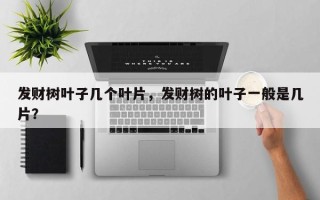 发财树叶子几个叶片，发财树的叶子一般是几片？