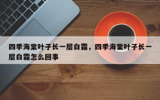 四季海棠叶子长一层白霜，四季海棠叶子长一层白霜怎么回事