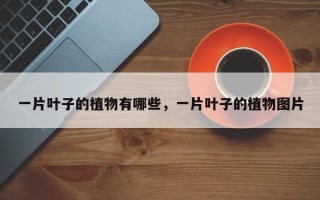 一片叶子的植物有哪些，一片叶子的植物图片