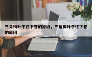 三角梅叶子往下卷的原因，三角梅叶子往下卷的原因
