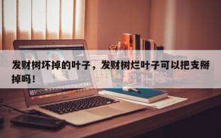 发财树坏掉的叶子，发财树烂叶子可以把支掰掉吗！