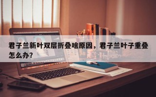 君子兰新叶双层折叠啥原因，君子兰叶子重叠怎么办？
