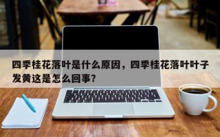 四季桂花落叶是什么原因，四季桂花落叶叶子发黄这是怎么回事？