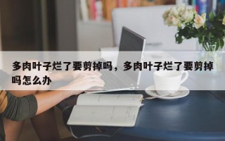 多肉叶子烂了要剪掉吗，多肉叶子烂了要剪掉吗怎么办