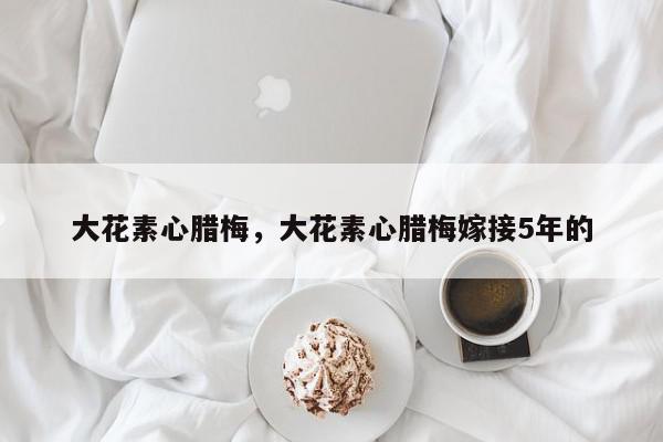 大花素心腊梅，大花素心腊梅嫁接5年的-第1张图片-我家生活百科