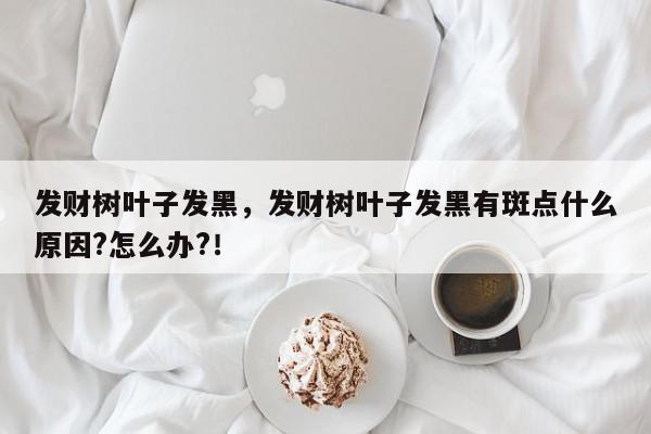 发财树叶子发黑，发财树叶子发黑有斑点什么原因?怎么办?！-第1张图片-我家生活百科