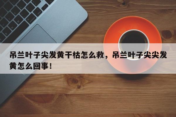 吊兰叶子尖发黄干枯怎么救，吊兰叶子尖尖发黄怎么回事！-第1张图片-我家生活百科