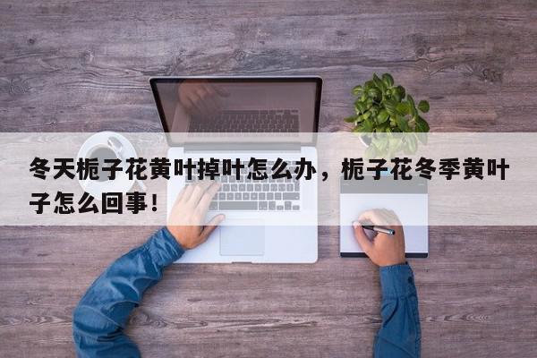 冬天栀子花黄叶掉叶怎么办，栀子花冬季黄叶子怎么回事！-第1张图片-我家生活百科
