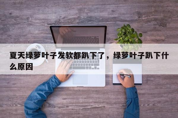 夏天绿萝叶子发软都趴下了，绿萝叶子趴下什么原因-第1张图片-我家生活百科