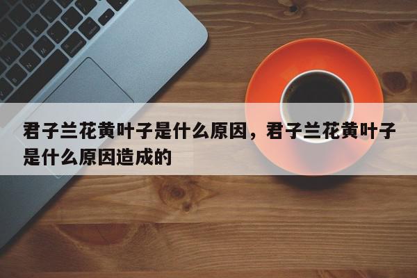 君子兰花黄叶子是什么原因，君子兰花黄叶子是什么原因造成的-第1张图片-我家生活百科