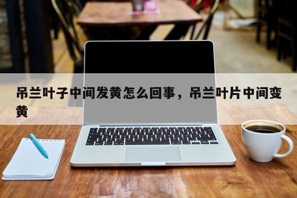 吊兰叶子中间发黄怎么回事，吊兰叶片中间变黄-第1张图片-我家生活百科