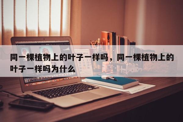 同一棵植物上的叶子一样吗，同一棵植物上的叶子一样吗为什么-第1张图片-我家生活百科