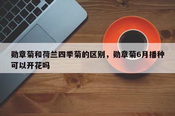 勋章菊和荷兰四季菊的区别，勋章菊6月播种可以开花吗-第1张图片-我家生活百科