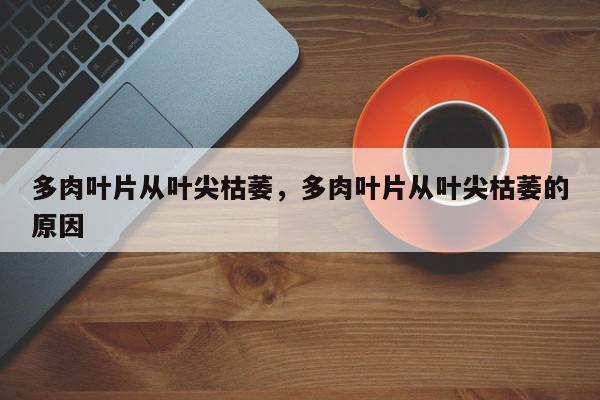 多肉叶片从叶尖枯萎，多肉叶片从叶尖枯萎的原因-第1张图片-我家生活百科