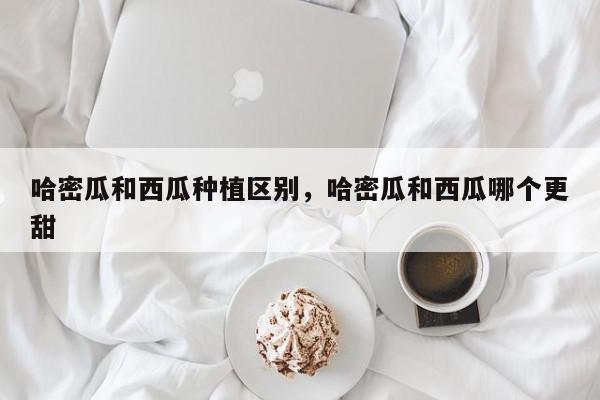 哈密瓜和西瓜种植区别，哈密瓜和西瓜哪个更甜-第1张图片-我家生活百科