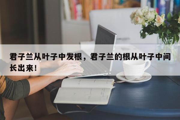 君子兰从叶子中发根，君子兰的根从叶子中间长出来！-第1张图片-我家生活百科