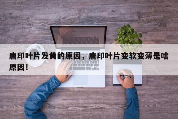 唐印叶片发黄的原因，唐印叶片变软变薄是啥原因！-第1张图片-我家生活百科