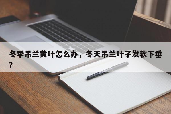 冬季吊兰黄叶怎么办，冬天吊兰叶子发软下垂？-第1张图片-我家生活百科