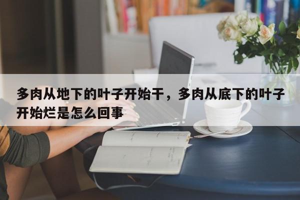 多肉从地下的叶子开始干,多肉从底下的叶子开始烂是怎么回事-第1张图片-我家生活百科 多肉从地下的叶子开始干,多肉从底下的叶子开始烂是怎么回事-第1张图片-我家生活百科