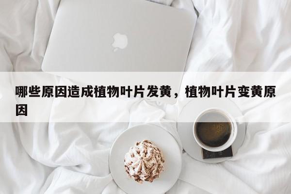 哪些原因造成植物叶片发黄，植物叶片变黄原因-第1张图片-我家生活百科