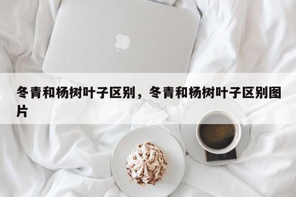 冬青和杨树叶子区别,冬青和杨树叶子区别图片-第1张图片-我家生活百科 冬青和杨树叶子区别,冬青和杨树叶子区别图片-第1张图片-我家生活百科