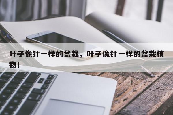 叶子像针一样的盆栽，叶子像针一样的盆栽植物！-第1张图片-我家生活百科
