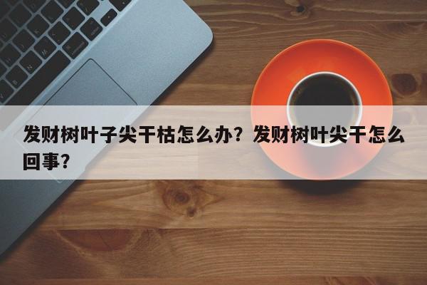发财树叶子尖干枯怎么办？发财树叶尖干怎么回事？-第1张图片-我家生活百科