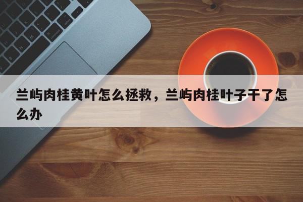 兰屿肉桂黄叶怎么拯救，兰屿肉桂叶子干了怎么办-第1张图片-我家生活百科
