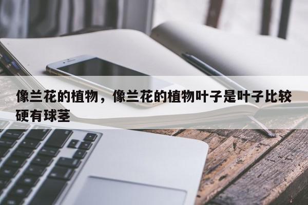 像兰花的植物，像兰花的植物叶子是叶子比较硬有球茎-第1张图片-我家生活百科