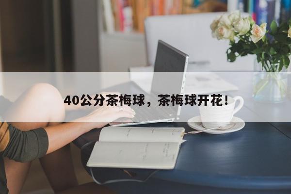 40公分茶梅球，茶梅球开花！-第1张图片-我家生活百科