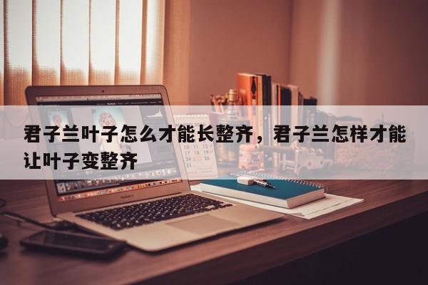 君子兰叶子怎么才能长整齐，君子兰怎样才能让叶子变整齐-第1张图片-我家生活百科
