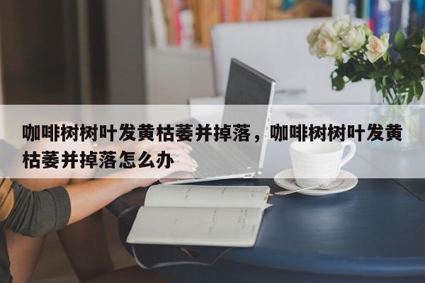 咖啡树树叶发黄枯萎并掉落,咖啡树树叶发黄枯萎并掉落怎么办-第1张图片-我家生活百科 咖啡树树叶发黄枯萎并掉落,咖啡树树叶发黄枯萎并掉落怎么办-第1张图片-我家生活百科