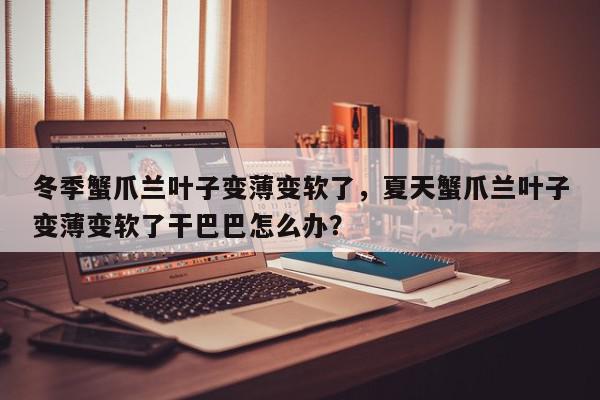 冬季蟹爪兰叶子变薄变软了,夏天蟹爪兰叶子变薄变软了干巴巴怎么办?-第1张图片-我家生活百科 冬季蟹爪兰叶子变薄变软了,夏天蟹爪兰叶子变薄变软了干巴巴怎么办?-第1张图片-我家生活百科