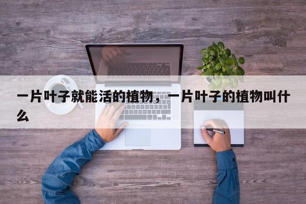 一片叶子就能活的植物,一片叶子的植物叫什么-第1张图片-我家生活百科 一片叶子就能活的植物,一片叶子的植物叫什么-第1张图片-我家生活百科