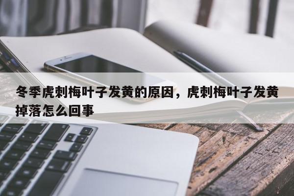 冬季虎刺梅叶子发黄的原因，虎刺梅叶子发黄掉落怎么回事-第1张图片-我家生活百科