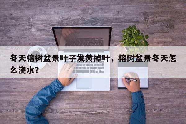冬天榕树盆景叶子发黄掉叶，榕树盆景冬天怎么浇水？-第1张图片-我家生活百科