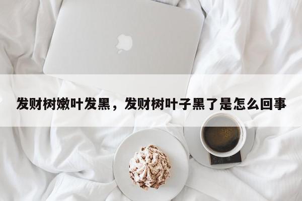 发财树嫩叶发黑,发财树叶子黑了是怎么回事-第1张图片-我家生活百科 发财树嫩叶发黑,发财树叶子黑了是怎么回事-第1张图片-我家生活百科