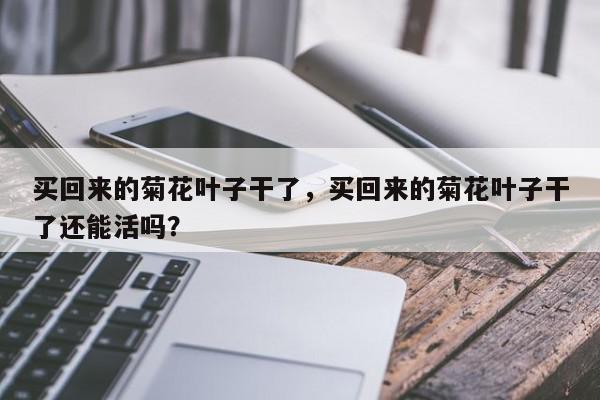 买回来的菊花叶子干了，买回来的菊花叶子干了还能活吗？-第1张图片-我家生活百科