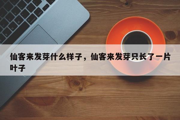 仙客来发芽什么样子，仙客来发芽只长了一片叶子-第1张图片-我家生活百科