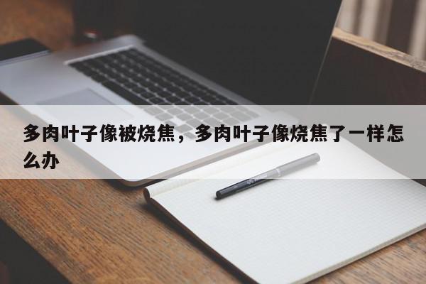 多肉叶子像被烧焦，多肉叶子像烧焦了一样怎么办-第1张图片-我家生活百科